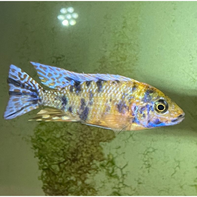 Otopharynx lithobates 7-8 cm le couple