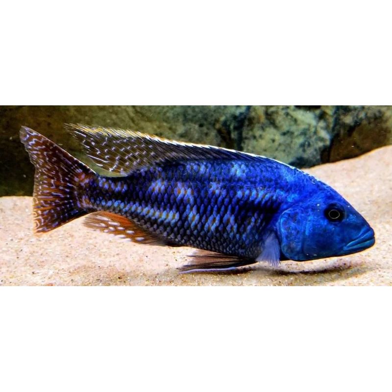 Nimbochromis venustus - Haplochromis Venustus koppel 10-12 cm 