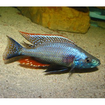 Dimidiochromis Compressiceps 7-9 cm