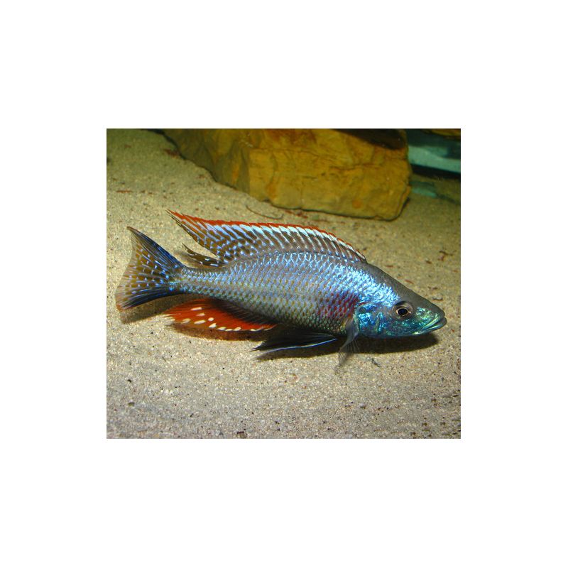 Dimidiochromis Compressiceps 6-8cm