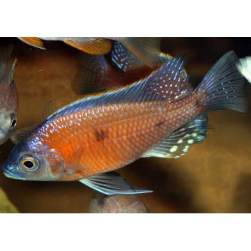 Haplochromis borleyi - Copadichromis Borleyi Kadango Red le couple 10-12 cm