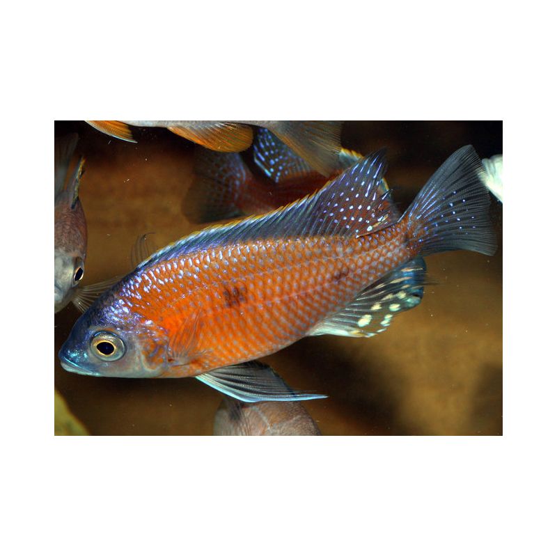 Copadichromis Borleyi Kadango Red 4-6 cm