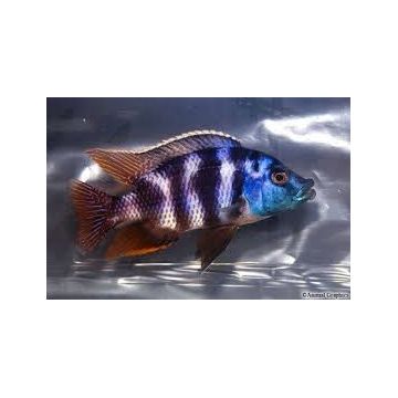Placidochromis electra - Cyrtocara Electra le couple 10-12 cm