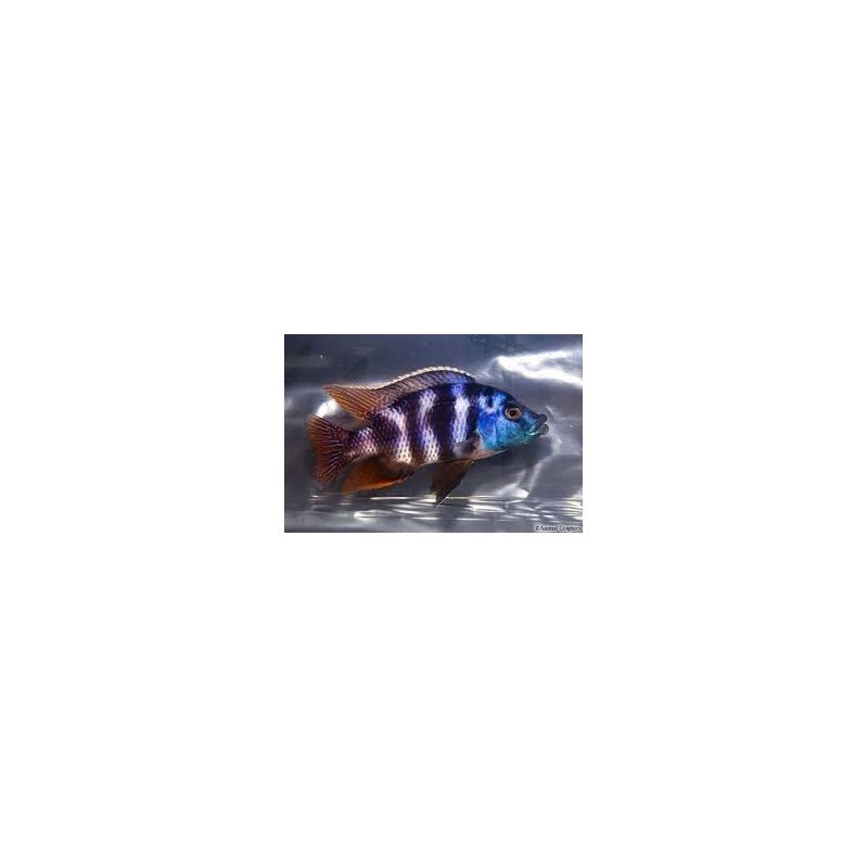Placidochromis Milomo 8-10 cm per 2