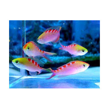 Pseudanthias flavoguttatus 3-5 cm