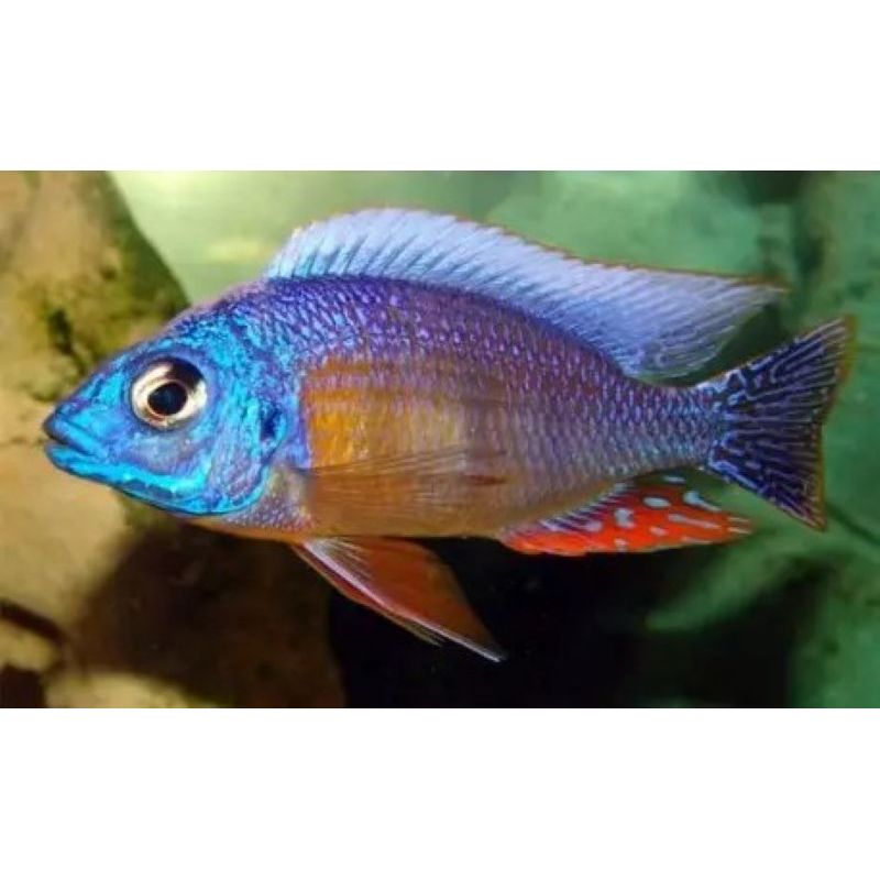 Protomelas sp. " Taiwan Reef " - Haplochromis Taiwan Reef le couple 10-12cm