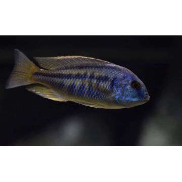 Protomelas sp. " Taiwan Reef " - Haplochromis Taiwan Reef koppel 10-12cm