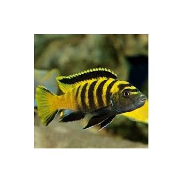Labidochromis Hongi super red top 10 cm le couple