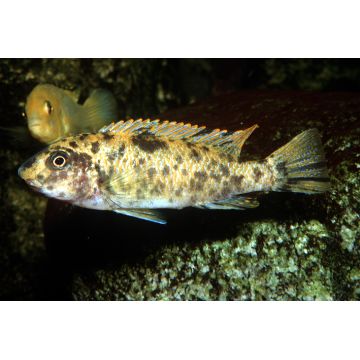 Labeotropheus Trewavasae 6-8cm