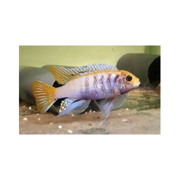 Pseudotropheus Acei Ngara le couple 8-10cm