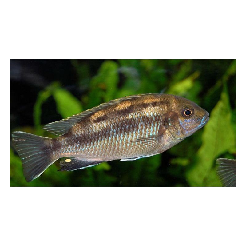 Chindongo socolofi Albino 4-5 cm