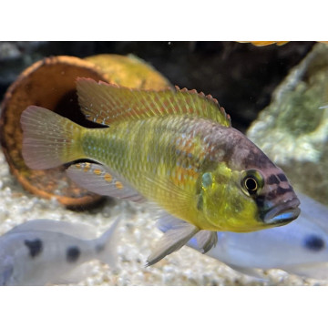 Haplochromis Obliquidens Zebra 5-6cm