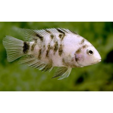 Cichlasoma Nigrofasciatum -Amatitlania nigrofasciata  6-7cm