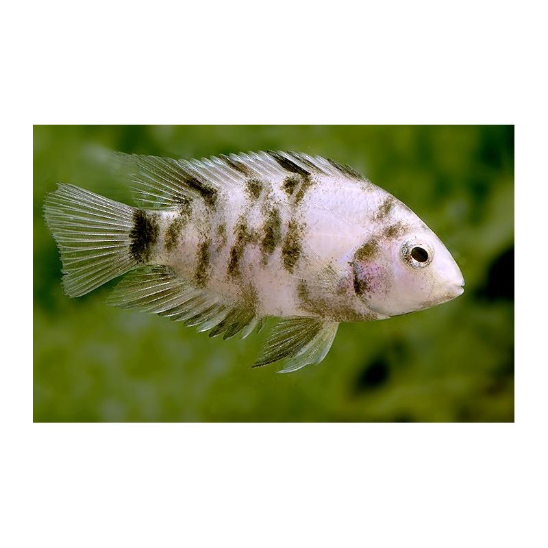 Cichlasoma Nigrofasciatum - Amatitlania nigrofasciata  4-5cm