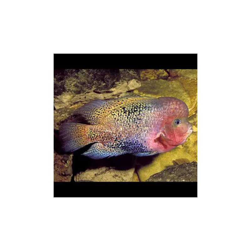 Vieja synspilum 6-8 cm