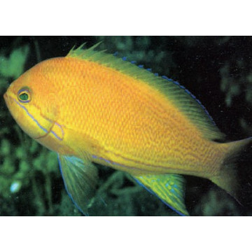 Pseudanthias pleurotaenia femelle : 8 à 12 cm