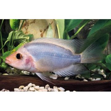 Geophagus red head - rio tapajos