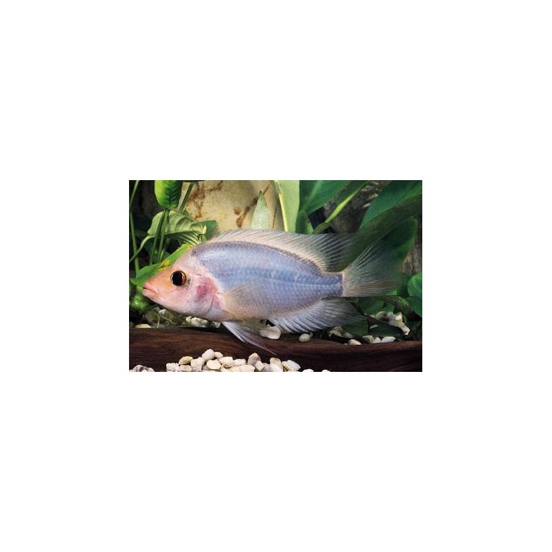 Geophagus red head - rio tapajos