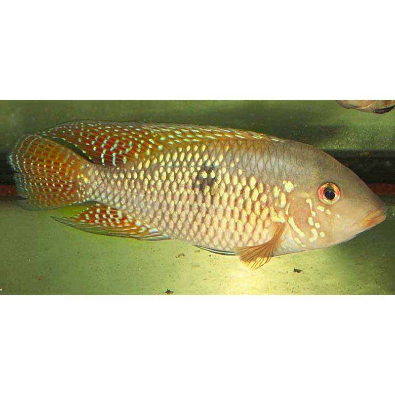Amaltitlania sp hondurian red point