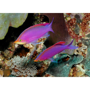 Pseudanthias tuka femelle : 3 cm  