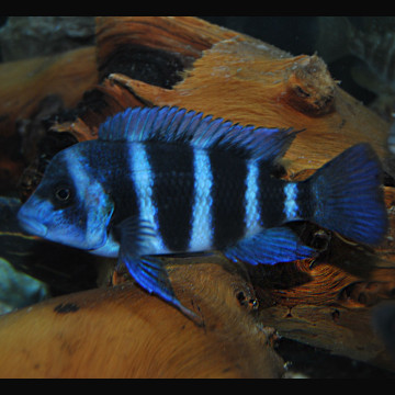 Cyphotilapia Frontosa Blue Zaire Moba 9-10 cm