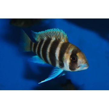 Altolamprologus compressiceps Red