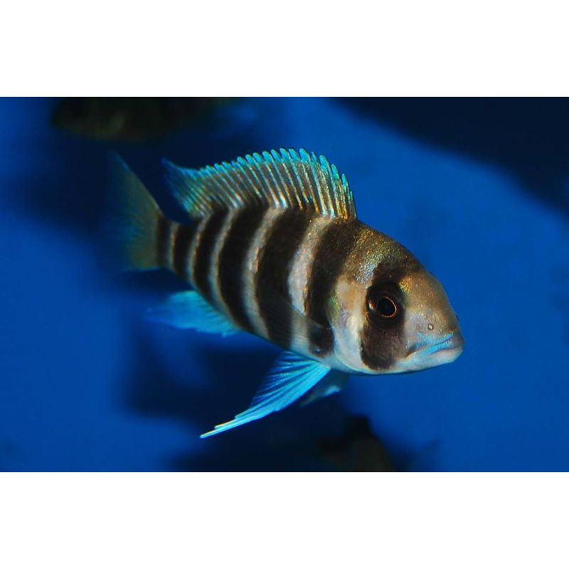 Altolamprologus compressiceps Red