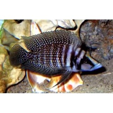 Altolamprologus calvus Black pearl 3-4cm