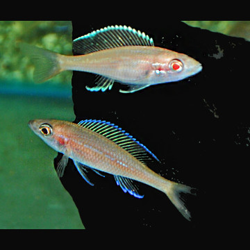 Paracyprichromis Nigripinnis Blue neon