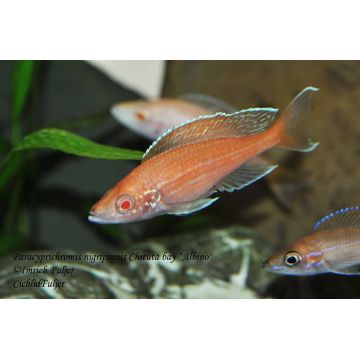 Paracyprichromis Nigripinnis Blue neon