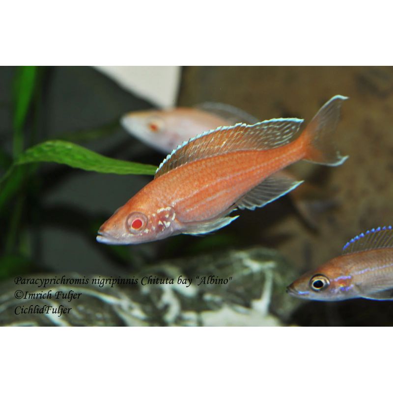 Paracyprichromis Nigripinnis Blue neon