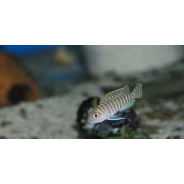 Altolamprologus compressiceps Red