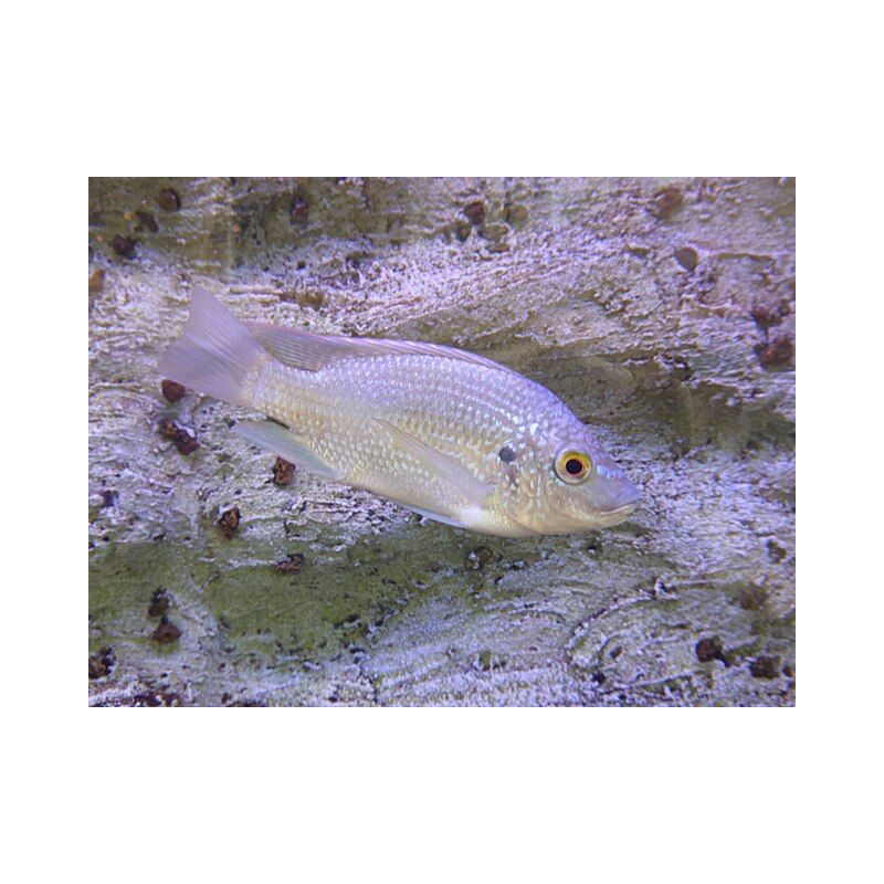 Lamprologus Ocellatus Orange 2-3cm