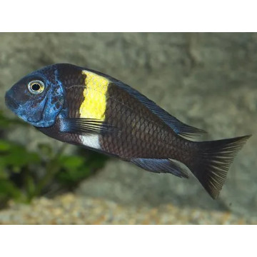 Tropheus Duboisi 3-4cm