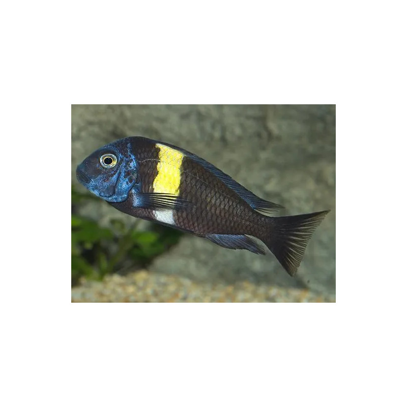 Tropheus Duboisi 3-4cm