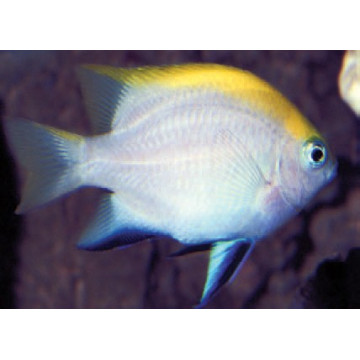 Neoglyphidodon melas : 2 à 4 cm  