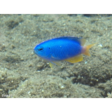 Pomacentrus coelestis : 3 à 4 cm  lot de (4)