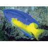 Pomacentrus auriventris lot de 4  37,90 €