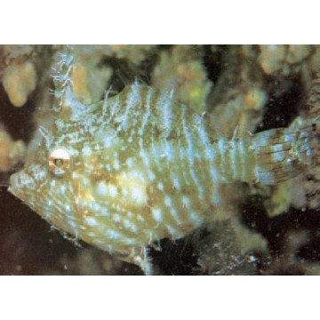 Chaetodermis penicilligerus : 12-15 cm  