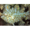 Chaetodermis penicilligerus : 12-15 cm  95,00 €