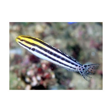 Meiacanthus grammistes : 3 à 6 cm