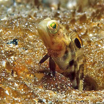 Opistognathus Scops 5-7cm 