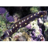 Pholidichthys leucotaenia : 6-8 cm  