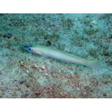 Ptereoleotris microlepis : 5 à 7 cm