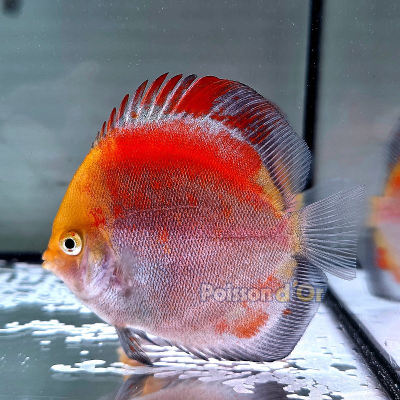 Discus Calico origine Malaisie 8-9 cm