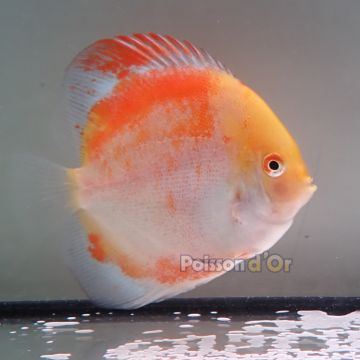 Discus Calico origine Malaisie 8-9 cm