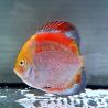Discus Calico origine Malaisie 8-9 cm