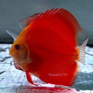 Discus Red Melon origine Malaisie 8-9 cm