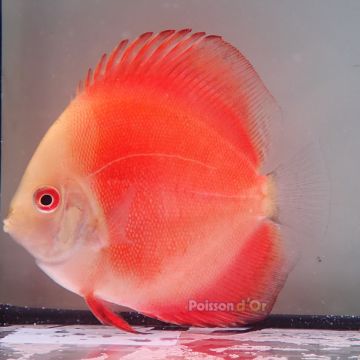 Discus Red Melon origine Malaisie 8-9 cm