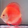 Discus Red Melon origine Malaisie 8-9 cm